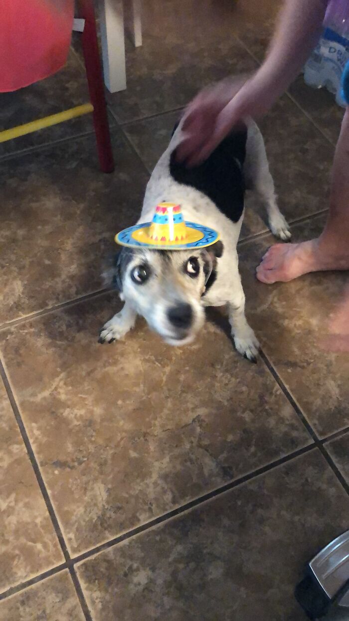 Put The Sombrero On The Dog, She Said! It'll Be A Cute Picture, She Said!