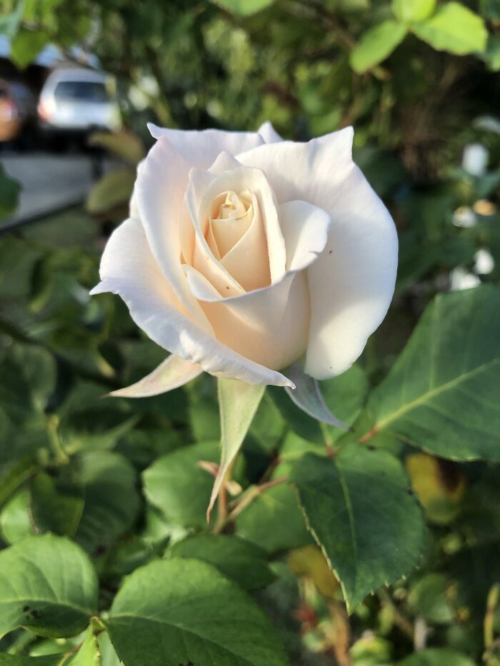 One Of My Roses. I’m So Proud!