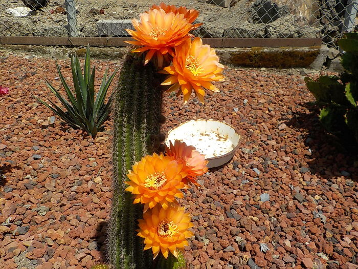 A Cactus Flowering