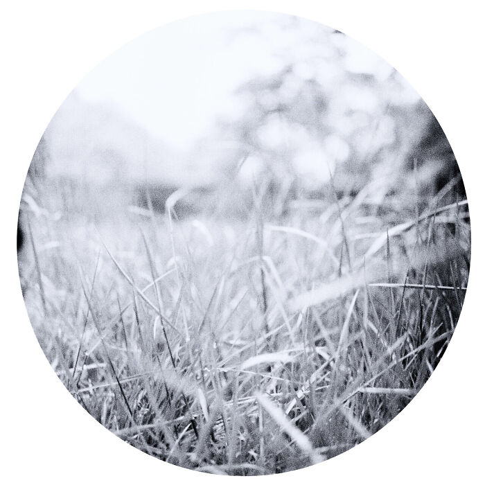 Grass