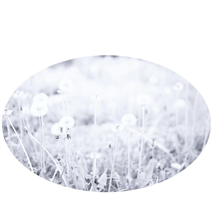 White Flowers