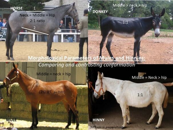 Differences-between-mules-and-hinnies-6088b7202aa91.jpg