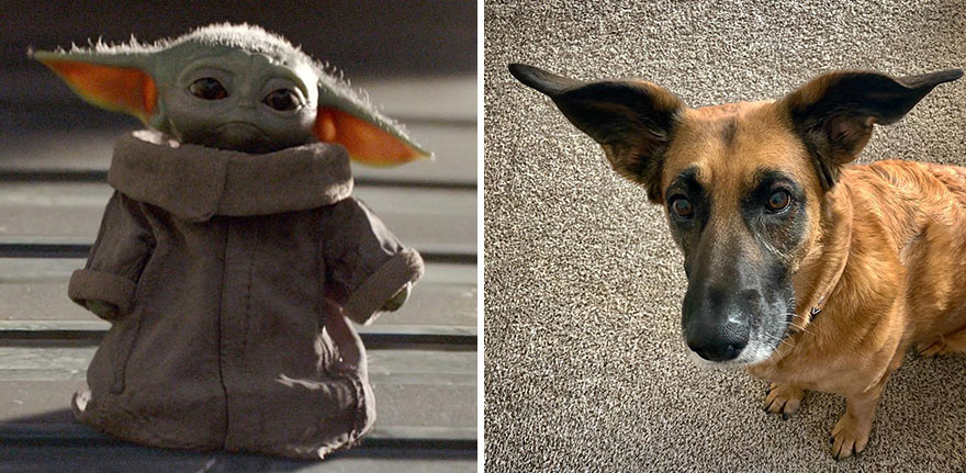 People Are In Love With This Rescue Dog That Looks Like Baby Yoda