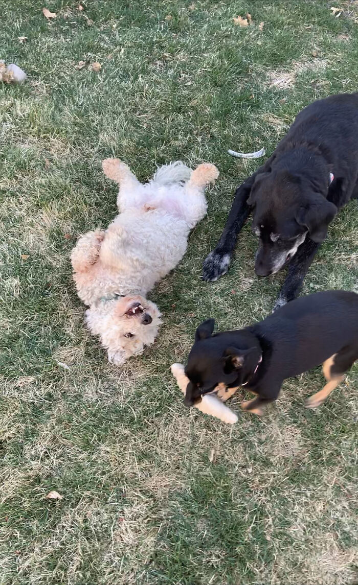 The Only Photo I Have Of All 3 Of Them Together. Buddy Is The Big Black One Chewing A Bone, Pez Is The One Laying On His Back And Being Weird, And Lola Is The One Running At Lightning Speed With Her Plush Bone. Idk Why But I Laugh Every Time I See This