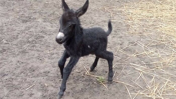 This Is Ebony Learning To Walk At Just 45 Mins Old. She's Got A Huge Personality Already!