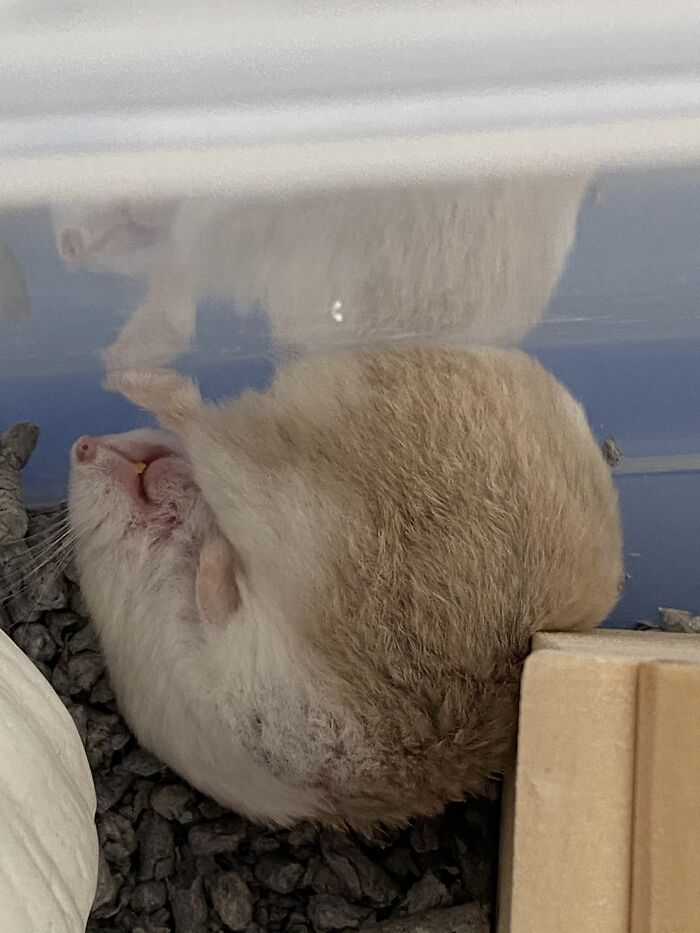 My Hamster Sleeping In A Weird Pose