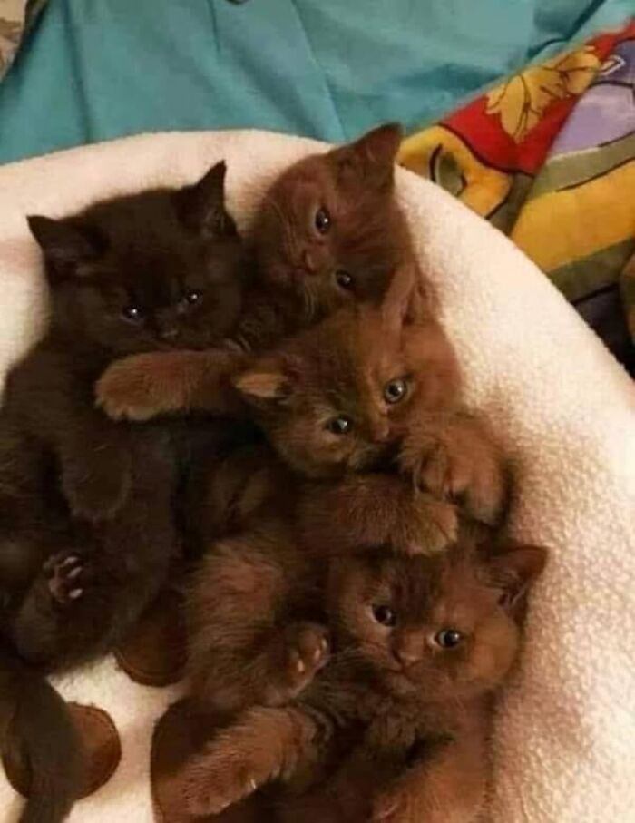 Havana Brown Foster Kittens