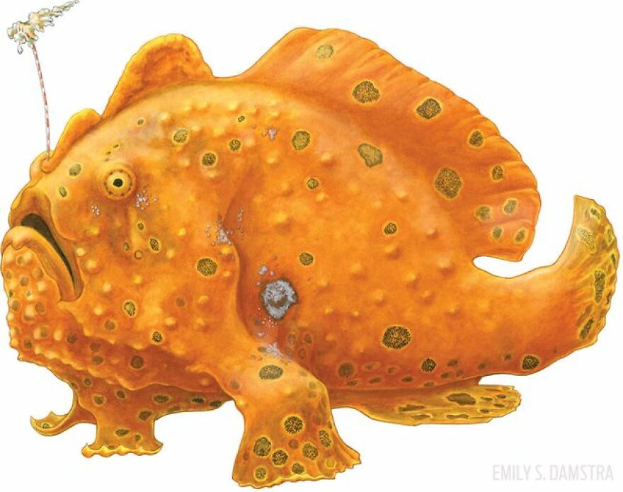 The Frog Fish