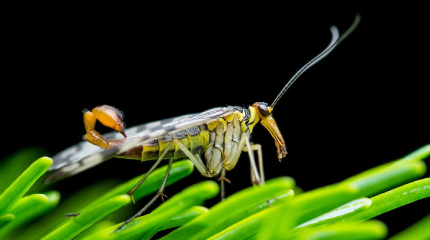 The Scorpionfly