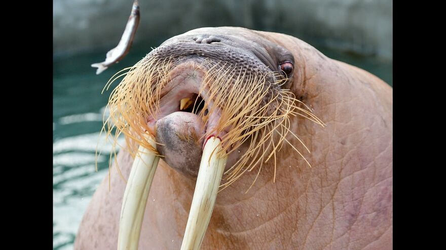 This Walrus