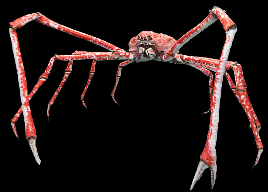 The Spider Crab