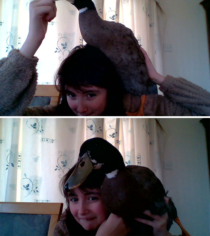 My House-Duck Climbed Up Me And Got Stuck In My Small Hoop Earring. Second Pic: Him Trynna Escape
