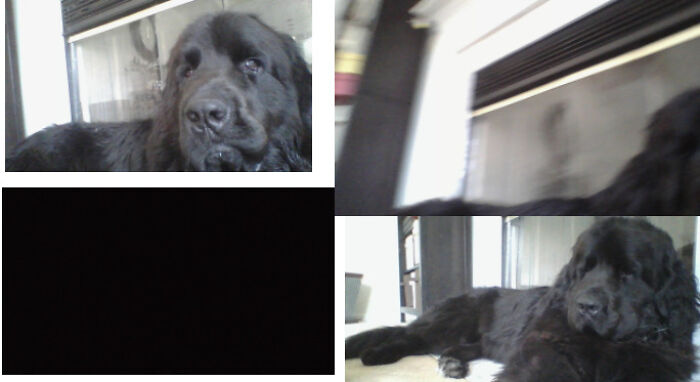 My Newfoundland Is Slightly Camera Shy So He Makes Wierd Faces And Covers The Camera