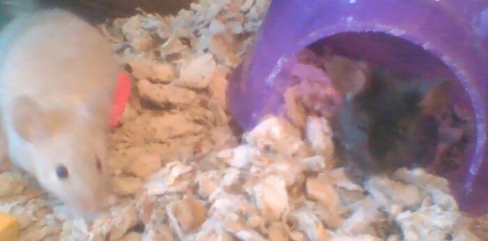 Perla And Suzy, My Mice! (Mice Move Quickly-This Is The Best Pic I Have Of Them)