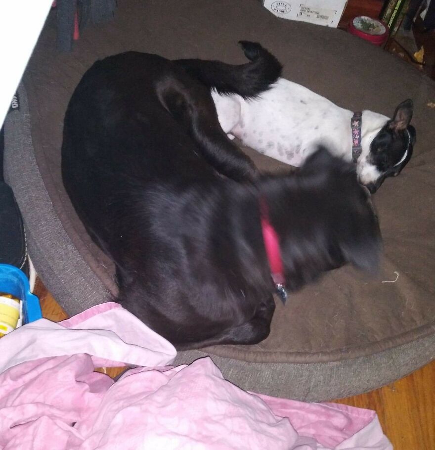 I Rescued 'Sisters' Who Saved My Life I Rescued 'Sisters' Who Saved My Life