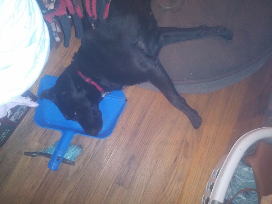I Rescued 'Sisters' Who Saved My Life I Rescued 'Sisters' Who Saved My Life