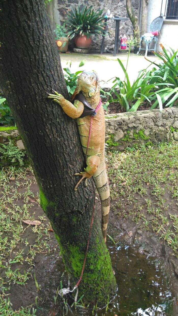 Sade, mi iguana verde