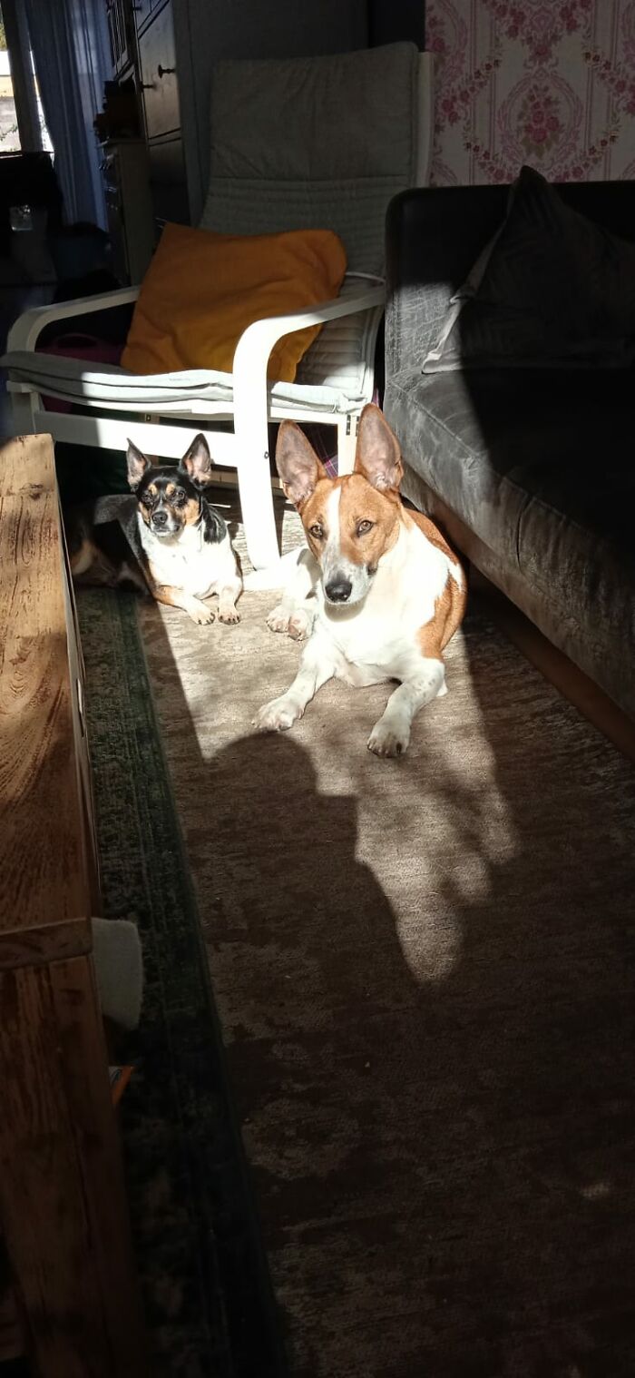 Luna And Otis, Enjoying The Sun :)