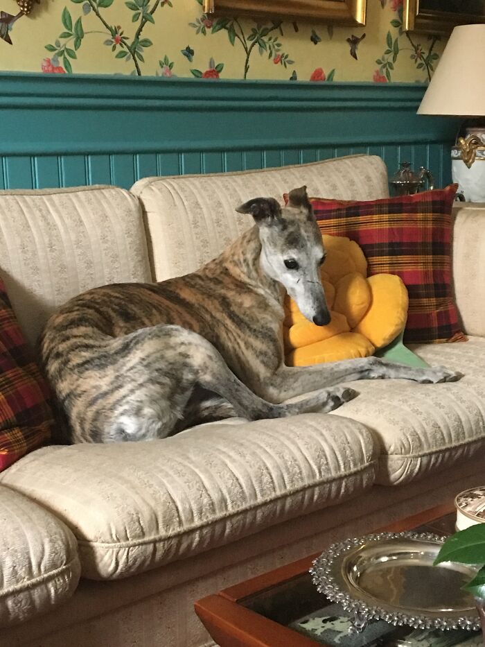 A Classic Example Of A Greyhound Not Allowed On The Couch...