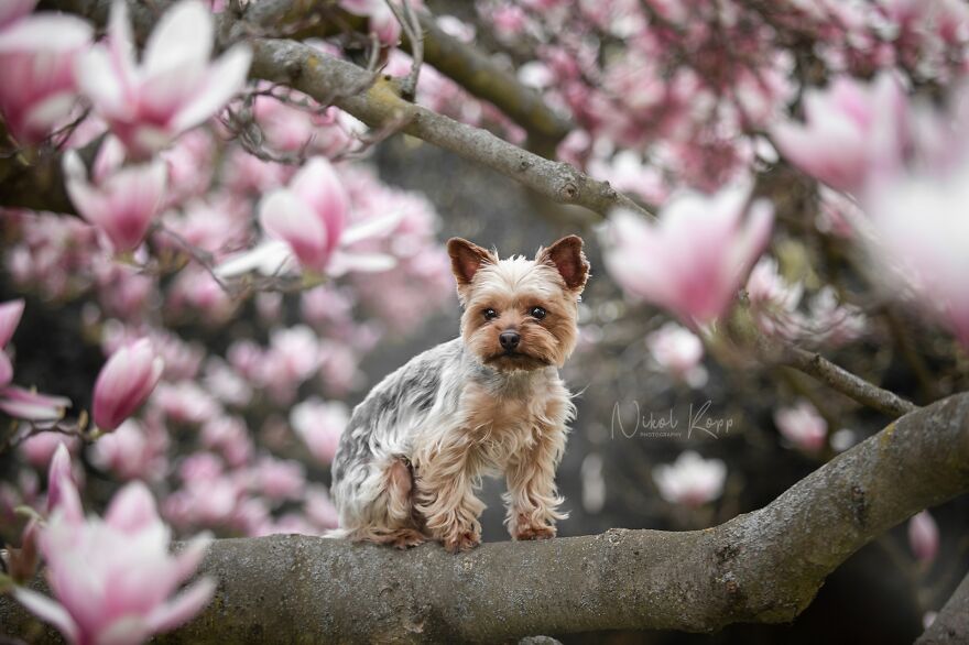 My Flower Power Dog Photos (10 Pics)