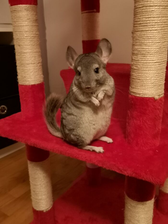 This Is Millie, One Of Our Two Chunky, Fun And Adventurous Chinchillas. Love The Little Rascals!