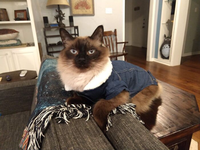 Tofu Thinks This Jacket Makes Him One Of The Cool Cats