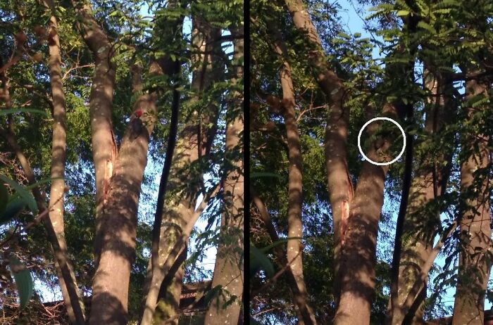 This Woodpecker Appeared Here At Home (Which Is Rare Where I Live), I Photographed And Thought It Was Not Good, When I Got A Little Closer For A Second Photograph He Hid In The Foliage.