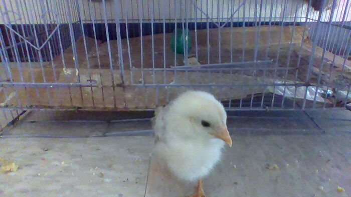 This Is Tweety She Died I Miss Her A Lot