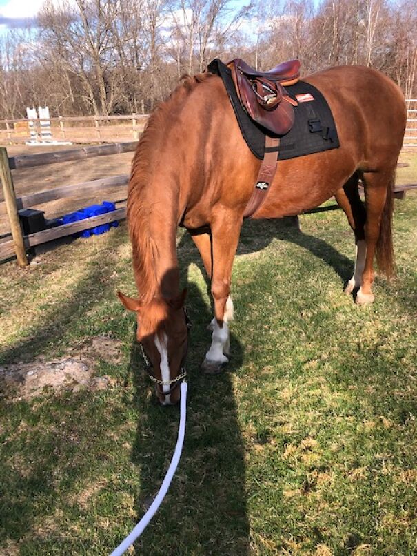 Hi, My Horse Is Sick