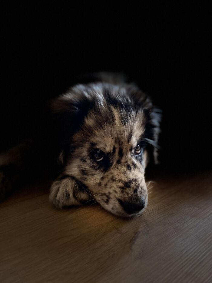 My Puppy Oreo (Old German Herding Dog) - 10 1/2 Weeks Old