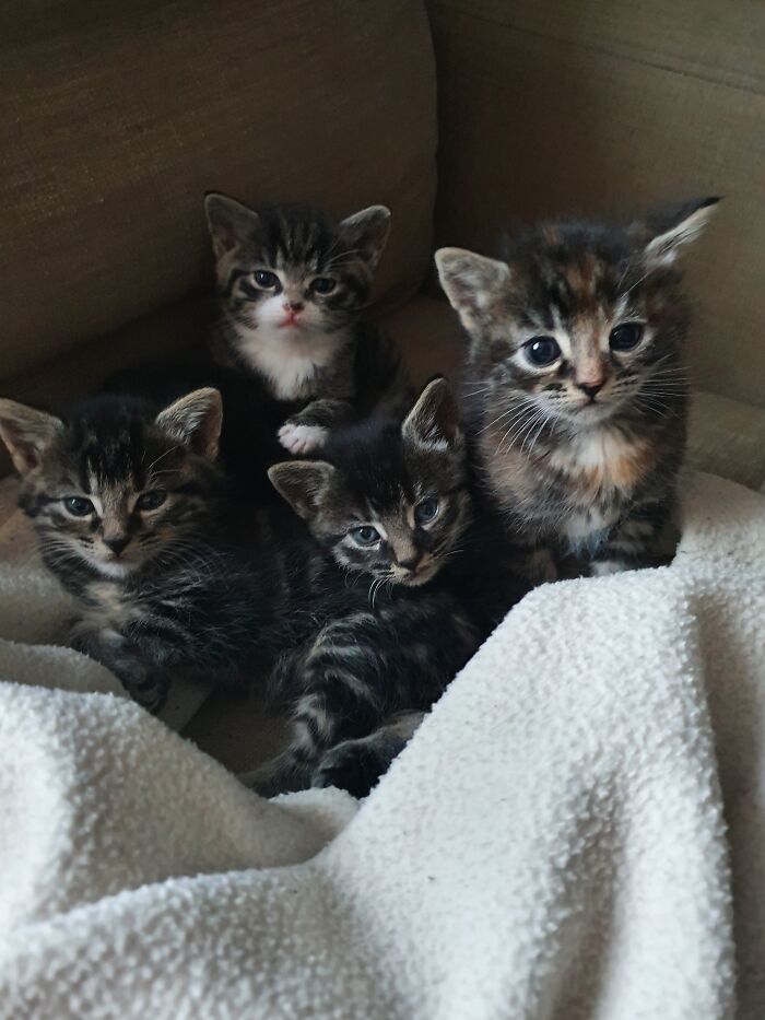 Our 5 Weeks Old Kittens