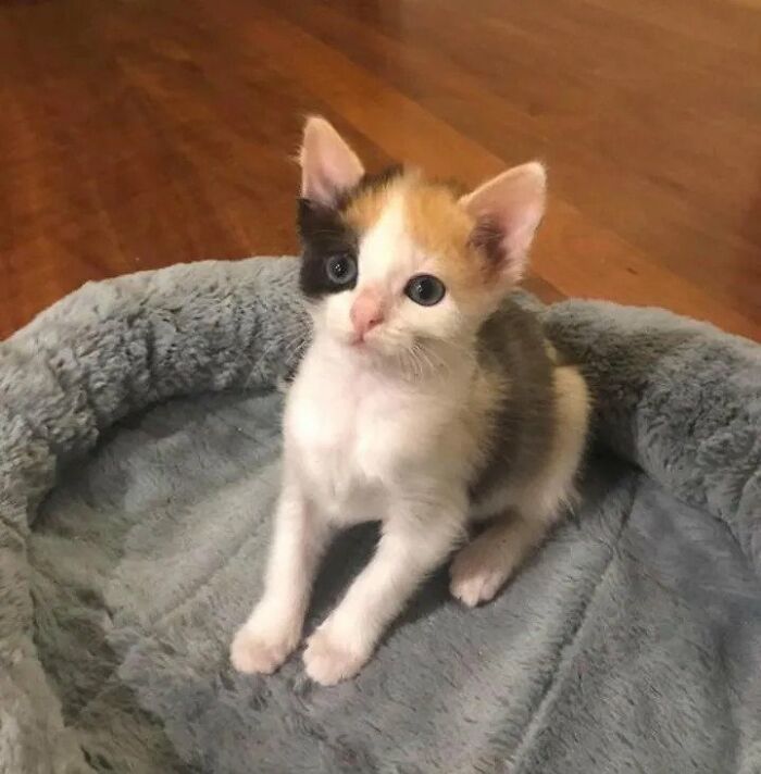 Esta pequeña gatita con muchas ganas de vivir pasó por una transformación que cambió su vida y se convirtió en una bella gata calicó