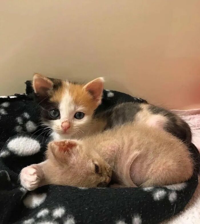 Kitten With Small Body But Strong Will To Live Undergoes A Life-Changing Transformation That Turns It Into A Gorgeous Calico Cat