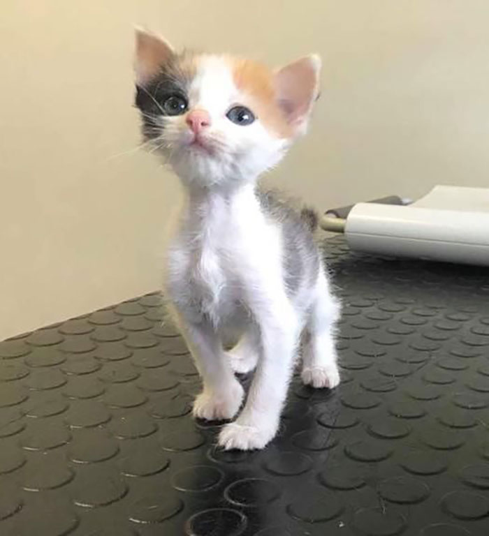 Kitten With Small Body But Strong Will To Live Undergoes A Life- Changing Transformation into a Gorgeous Calico Cat