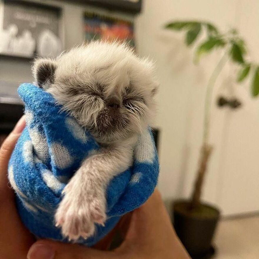 Meet Grandpa, The Newborn Kitten Who Took Over The Internet With His Unusual Looks And Charm