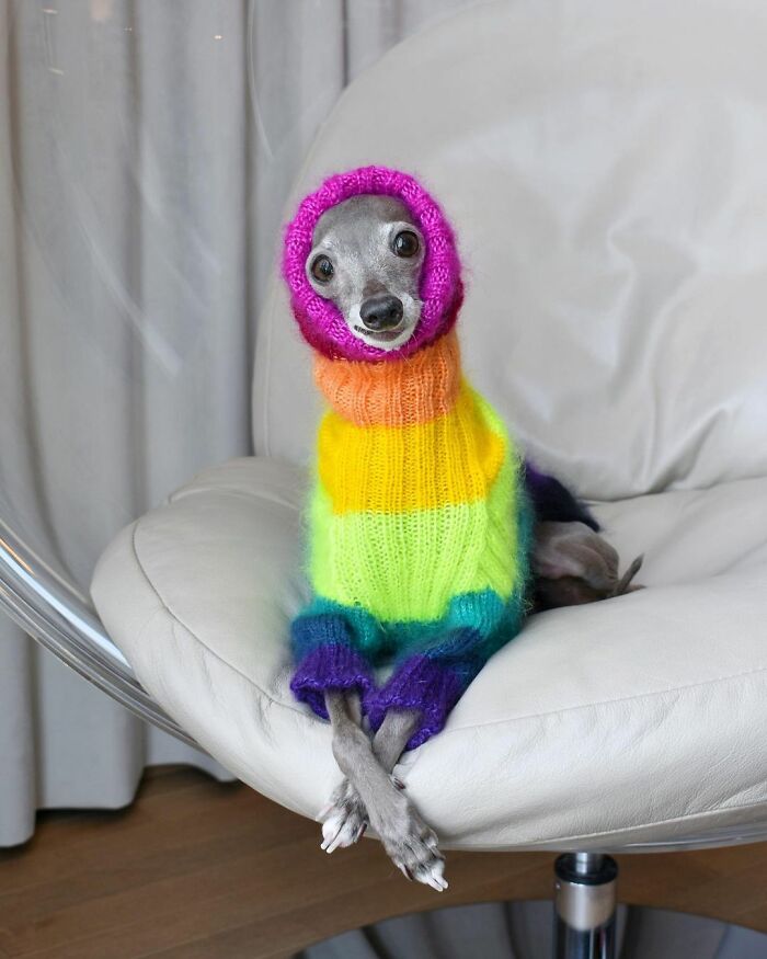 Tika The Iggy Has Become The New Star In The World Of Dog Fashion (71 Pics)