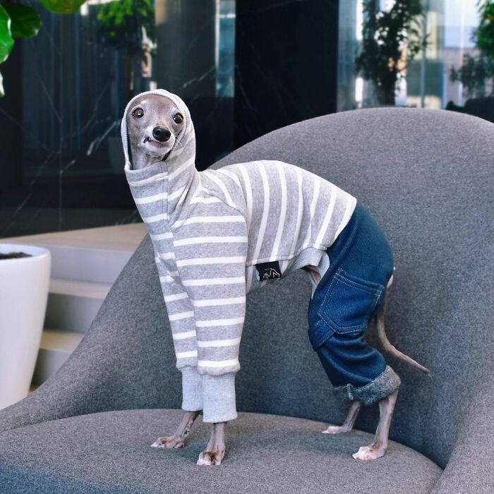 Meet Tika The Iggy, An Italian Greyhound Dog Fashion Icon (71 Pics)