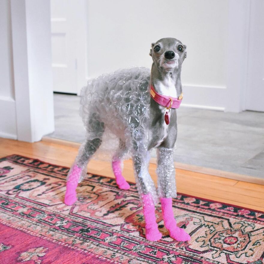 Meet Tika The Iggy, The Biggest Fashion Influencer Of The Moment