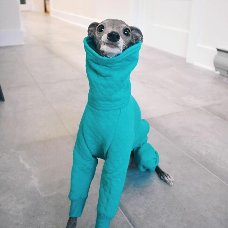 Meet Tika The Iggy, The Biggest Fashion Influencer Of The Moment