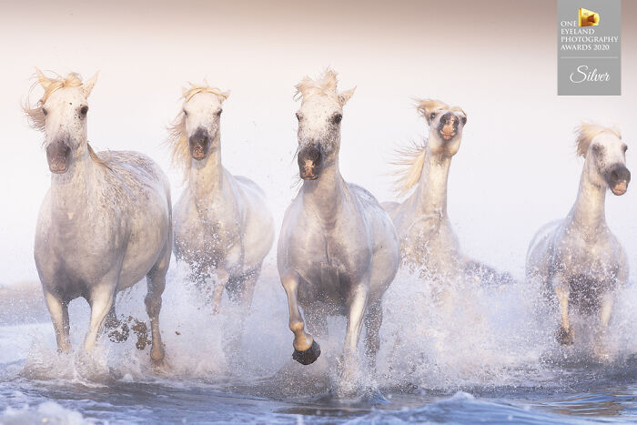 Legendary Horses By Davide Giannetti. Silver In Nature