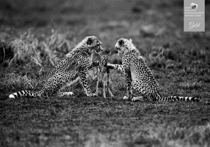 The First Lesson Of Killing, Kenya 1998 By Tomasz Gudzowaty. Gold In Nature