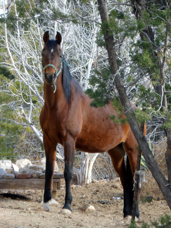 Don't Want To Forget One Of My Big Kids...millie, One Of My Arabian Horses. She Stares At Me Through The Kitchen Window (Which Is A Good 200 Yards Away From The Field) When She Wants To Come Inside. Then All The Horses Are Waiting By The Gate!
