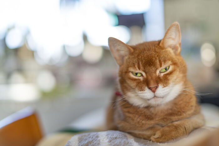 Mugi-Chan. Our 16 Year Old Abyssinian. Still Totally Full Of Piss And Vinegar!