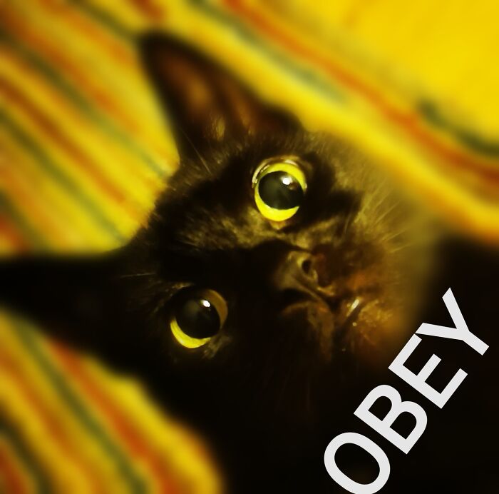 Kitty Obey