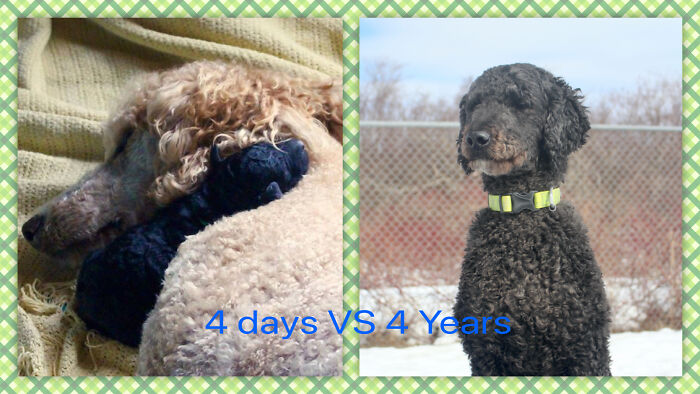 Oscar - 4 Days (With His Mama Olive) vs. 4 Years