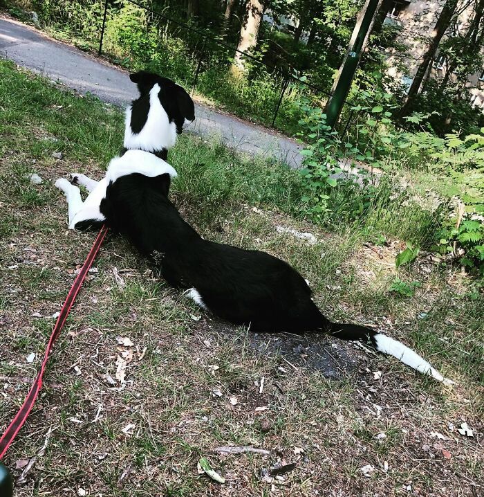 "Folks Claim That He Has Giraffe DNA In There Somewhere" - This Borzoi And German Shepherd Mixed Dog Has A Very Long Neck