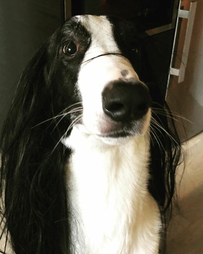 "Folks Claim That He Has Giraffe DNA In There Somewhere" - This Borzoi And German Shepherd Mixed Dog Has A Very Long Neck