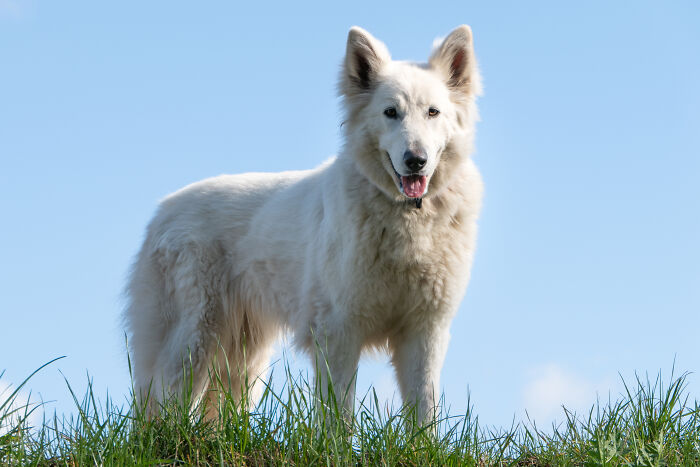 Faidra - White Swiss Shepherd