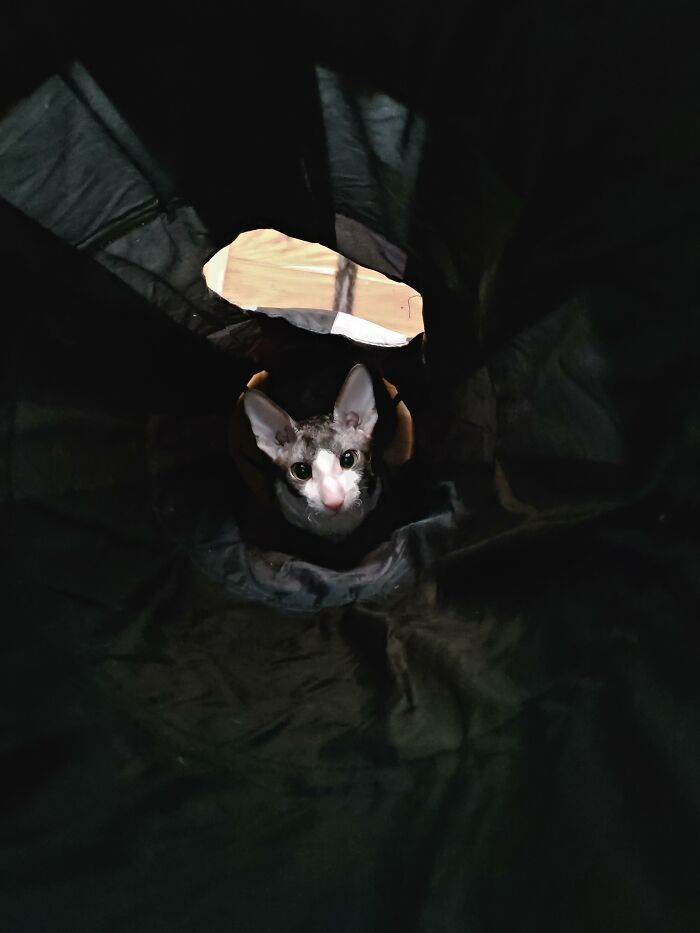 Friends Cat In A Tunnel