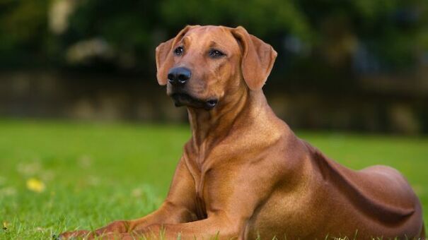 Rhodesian-Ridgeback-678x381-607ddecb6cb26.jpg